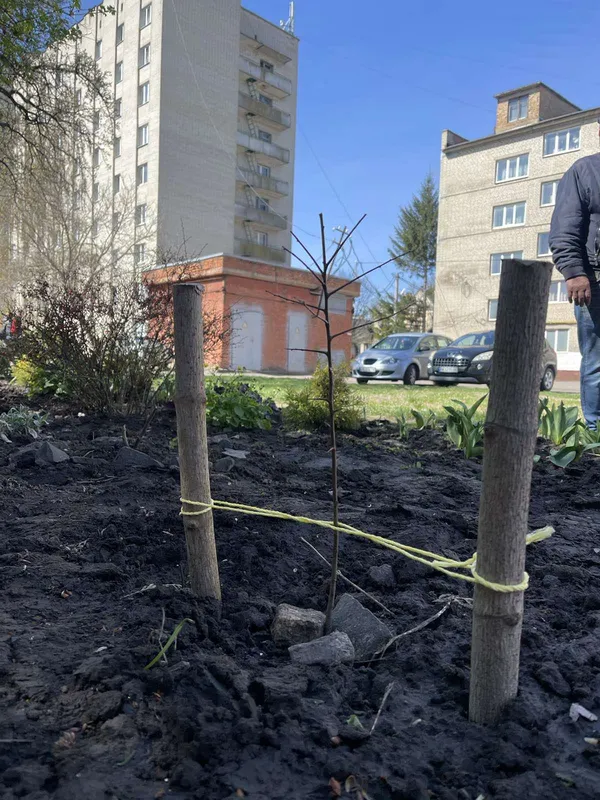 Найкращий момент посадити дерево саме сьогодні