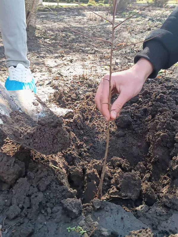Найкращий момент посадити дерево саме сьогодні