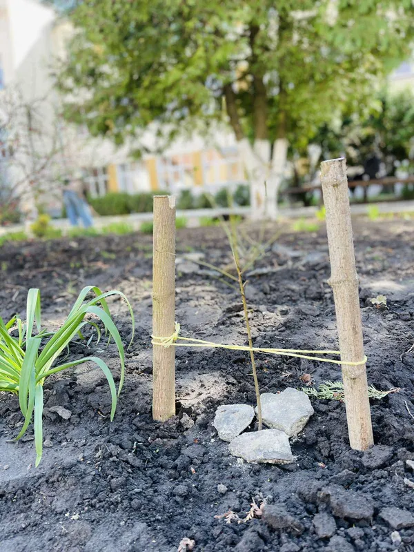 Найкращий момент посадити дерево саме сьогодні