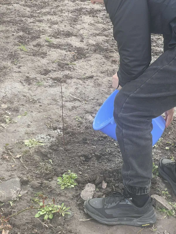 Найкращий момент посадити дерево саме сьогодні