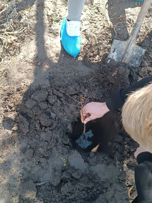 Найкращий момент посадити дерево саме сьогодні