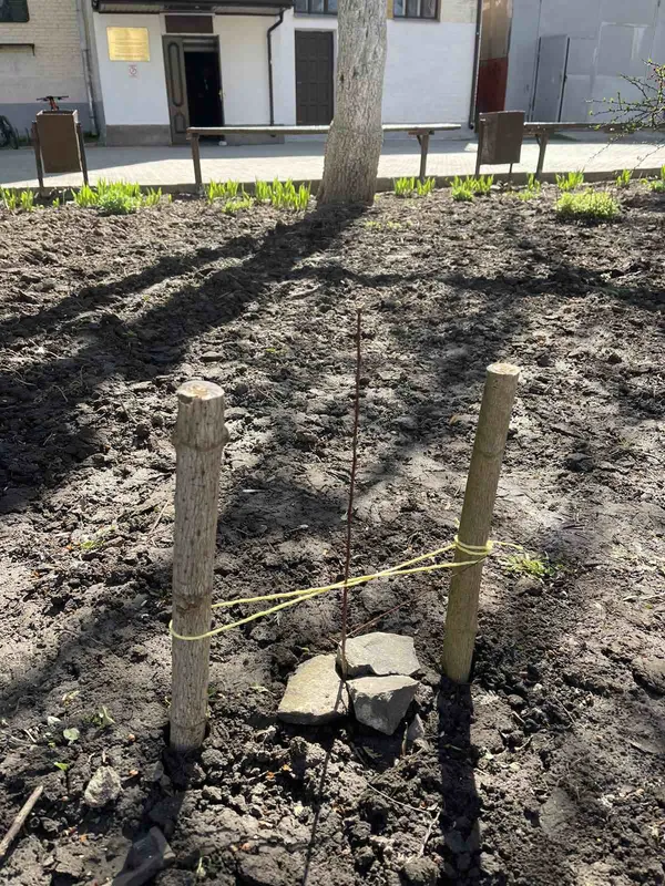 Найкращий момент посадити дерево саме сьогодні